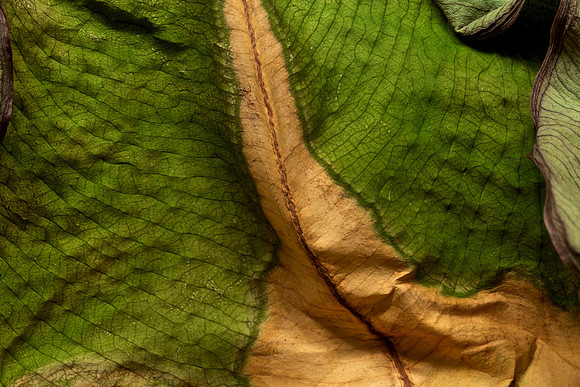 Wilted Leaf I (Colocasia esculenta)