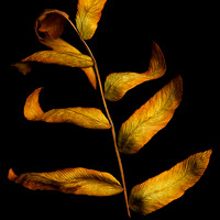 Fall Fern