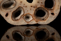 Lotus Root 4