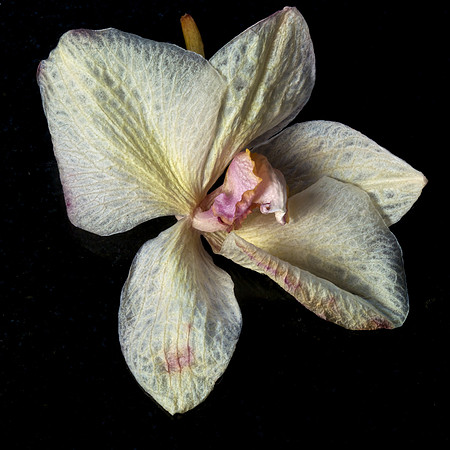 Wilted orchid