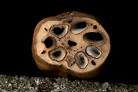 Lotus Root 3