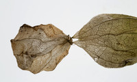 Tomatillo