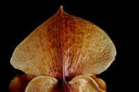 Paphiopedilum (1)