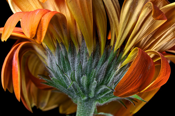 Gerber Daisy