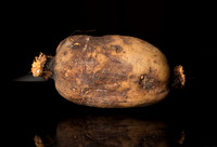 Lotus Root 1