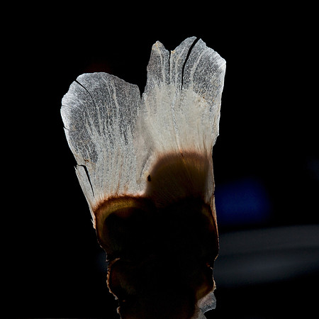 Hawaii Flower (1)