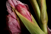 Gladiola