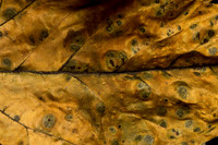 Wilted Sunflower Leaf-3