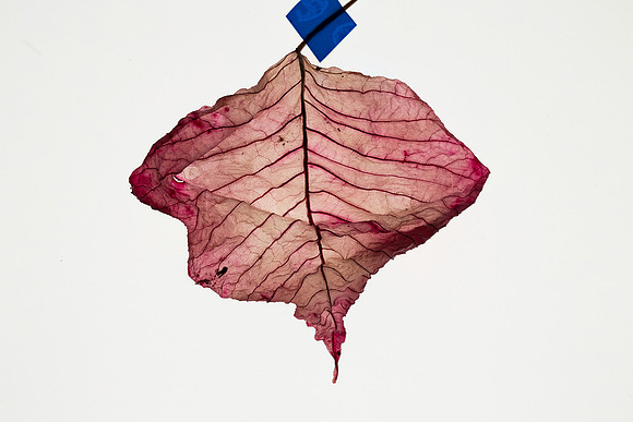Poinsettia January 2016