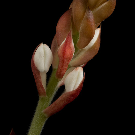 Ludisia Discolor