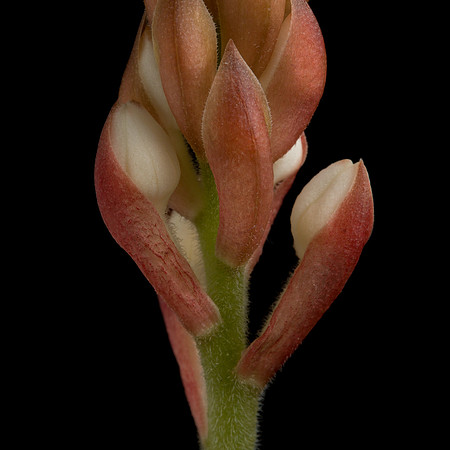 Ludisia Discolor-2