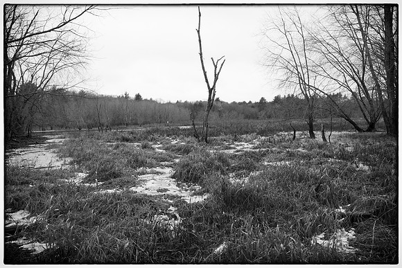 Frozen Marsh