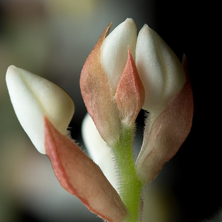 Jewel Orchid