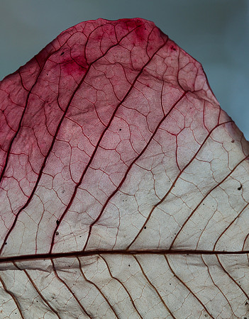 Poinsettia Leaf