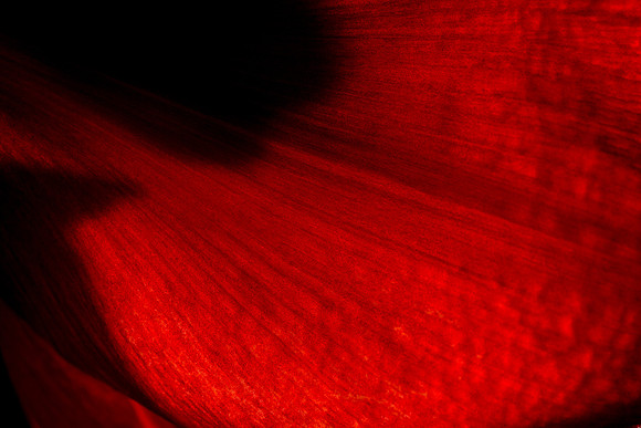 Amaryllis