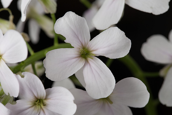 Hesperis matronalis2