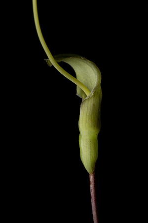 Pinellia Cordata