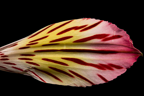 Alstromeria Right