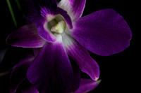 Orchid