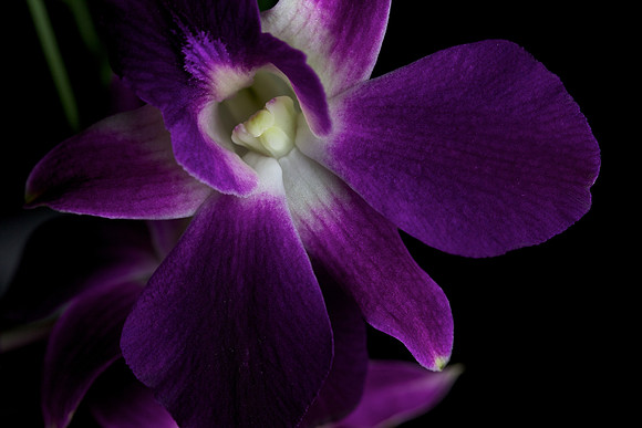 Orchid