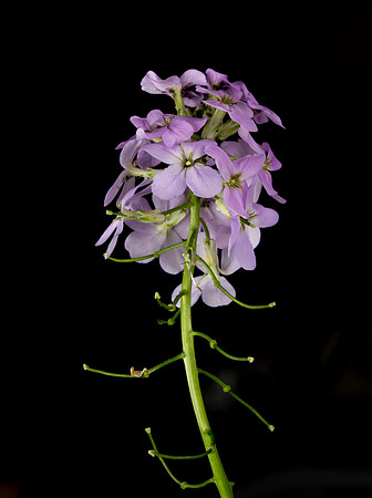 Hesperis matronalis