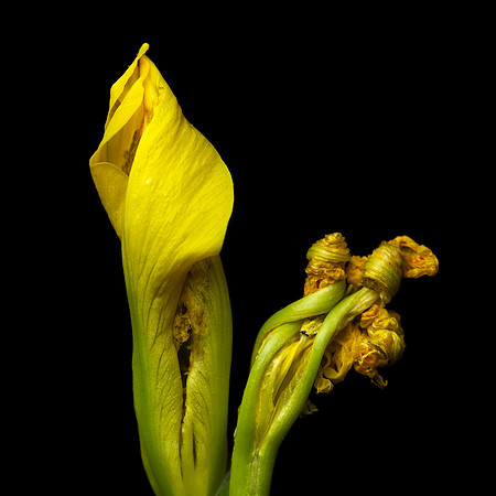 Iris pseudacorus