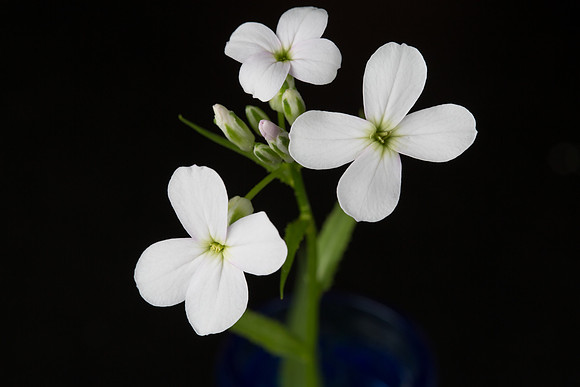 Hesperis matronalis3