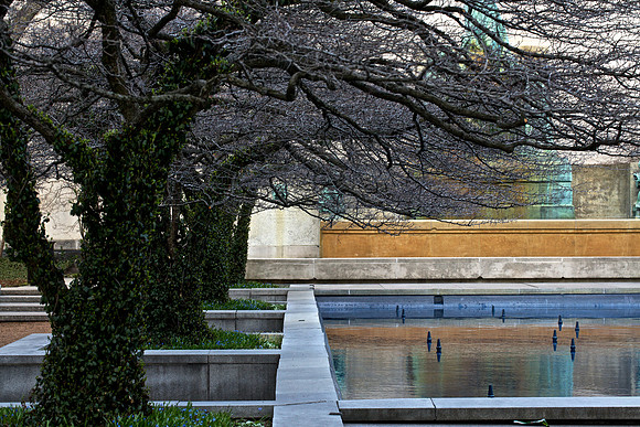 Art Institute Trees