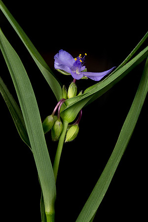 Tradescantia2