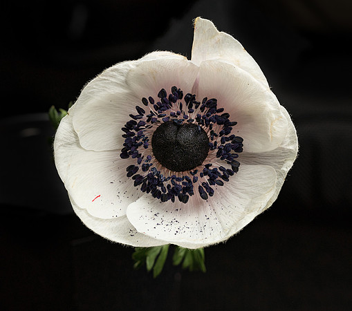 Anemone