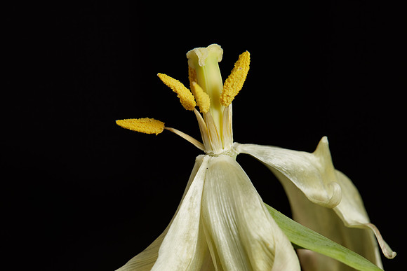 Wasted Tulip Pollen: 13-April