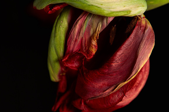 Wilted Tulip: 14-April