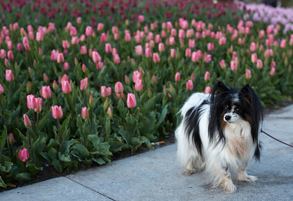 Izzy in Amsterdam: 15-April