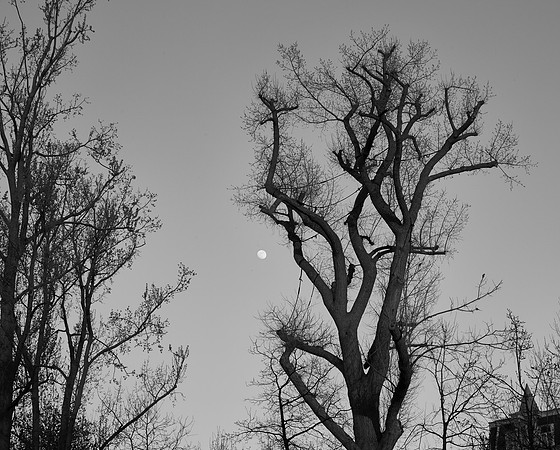 Vondel Trees