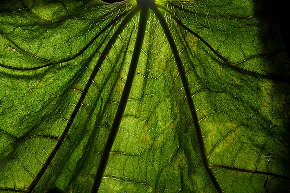 Grean Leaf from de buurt
