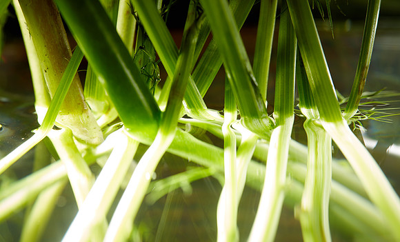Stems 2