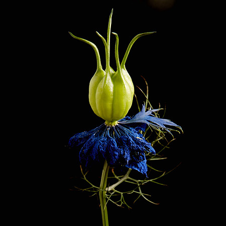 Nigella 1