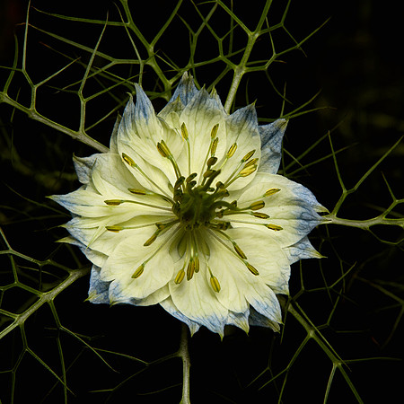 Nigella 3