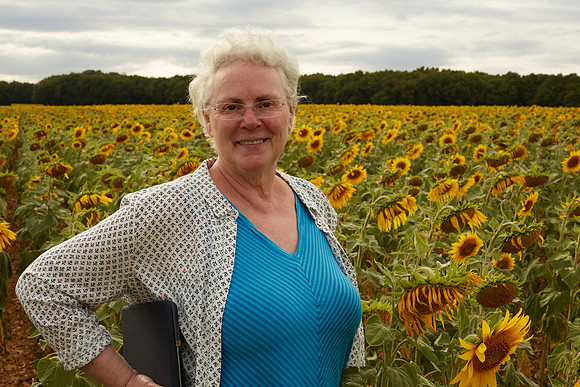 Sunflowers 2