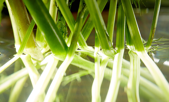 Stems