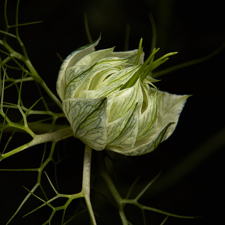 Nigella 2
