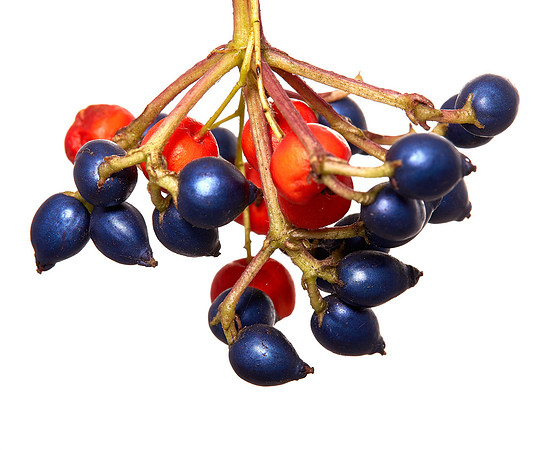 Berries 1