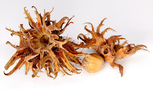 Hazelnut