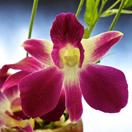 Orchid