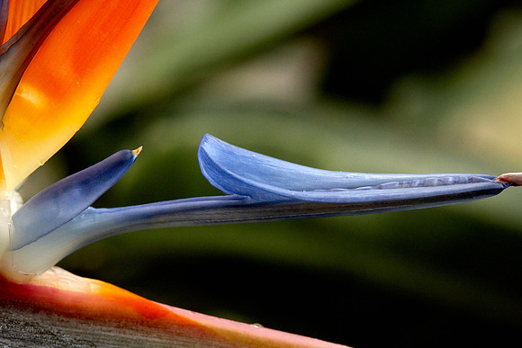 Hortus 7
