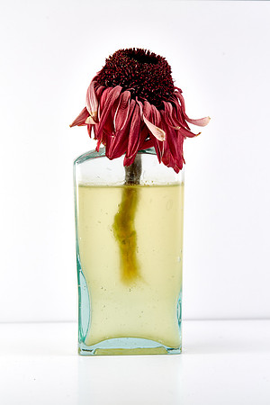 Gerber Daisy 1