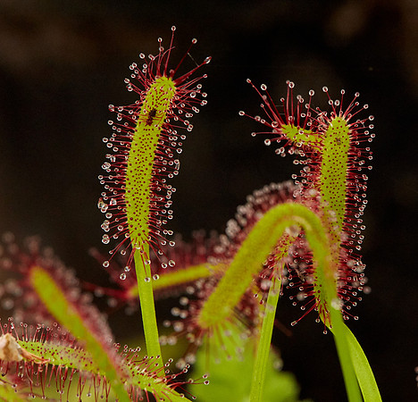 Hortus 3