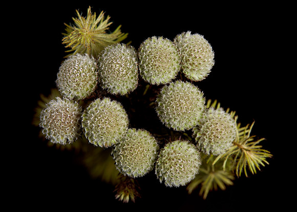 Amsterdam Plant