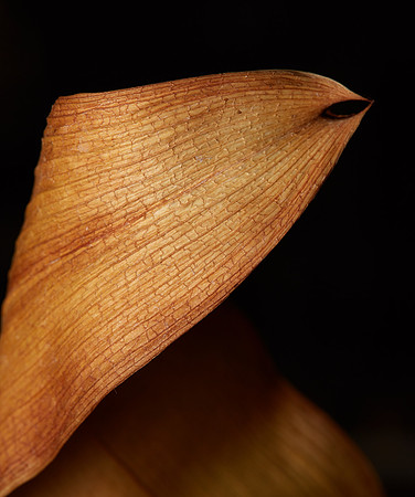 Mokum Leaf