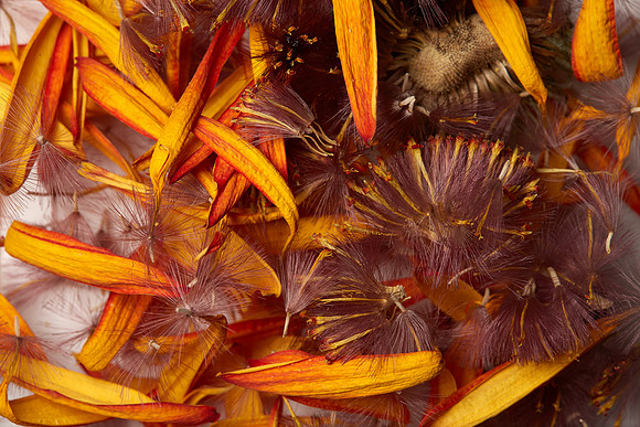 Petals and Seeds